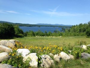 Lake and Field